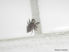 Sumampattus quinqueradiatus