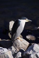 Nycticorax nycticorax