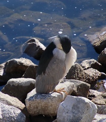 Nycticorax nycticorax