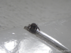 Sumampattus quinqueradiatus