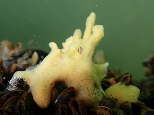 Bowerbank's Halichondria