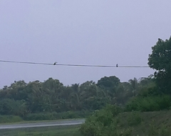 Ceryle rudis leucomelanurus