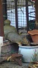 Sciurus niger
