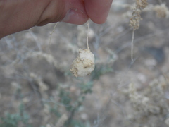 Asphondylia floccosa