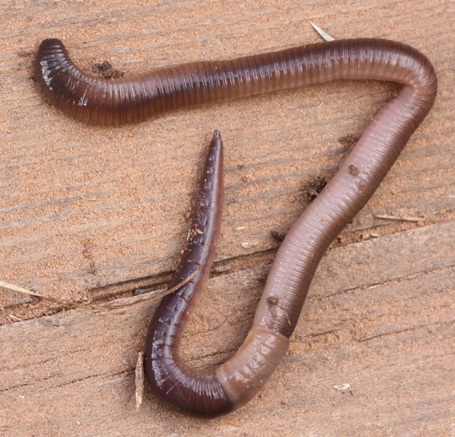 Aporrectodea trapezoides