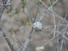 Asphondylia floccosa