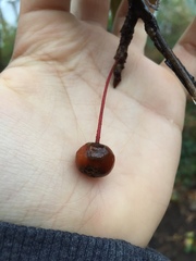 Malus angustifolia