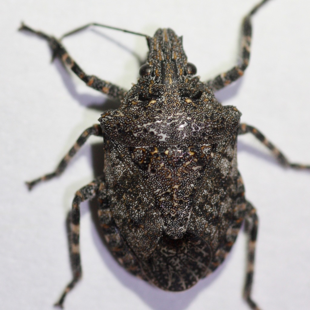 Brochymena parva