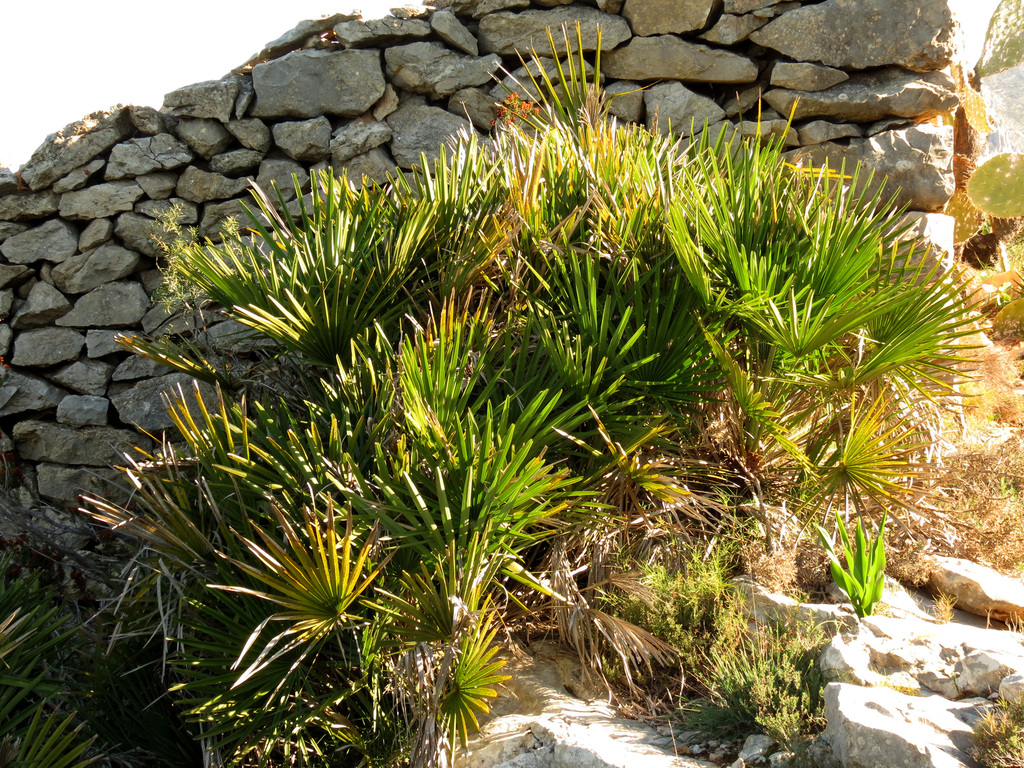 mediterranean-fan-palm-from-benidoleig-valencia-spain-on-december-30