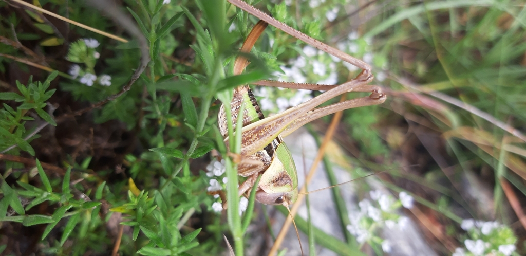 Apulian Wart-biter