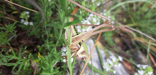 Apulian Wart-biter