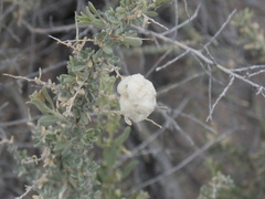 Asphondylia floccosa