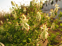 Fumaria capreolata capreolata