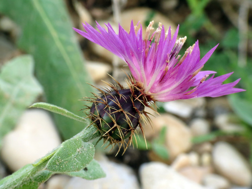 Representative image of Centaurea aspera aspera