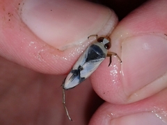 Notonecta undulata