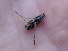 Notonecta undulata