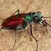 Cicindela scutellaris - Photo (c) Ted MacRae,  זכויות יוצרים חלקיות (CC BY-NC-ND)