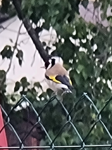 stehlík obyčajný (Carduelis carduelis)