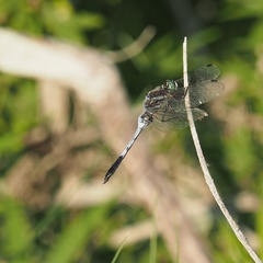 Orthetrum albistylum