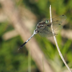 Orthetrum albistylum