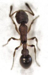 Cardiocondyla minutior