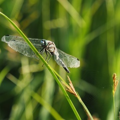 Orthetrum albistylum