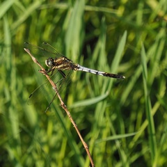 Orthetrum albistylum