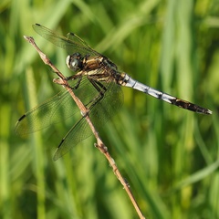 Orthetrum albistylum