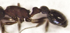 Cardiocondyla minutior