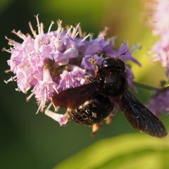 Xylocopa
