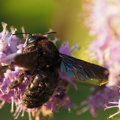Xylocopa