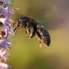 Xylocopa