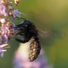 Xylocopa