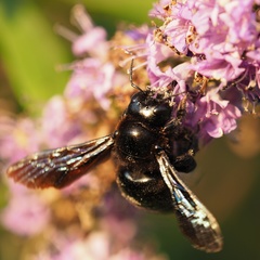 Xylocopa