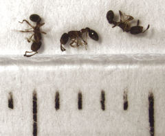 Cardiocondyla minutior