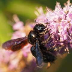 Xylocopa
