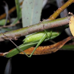 Ruspolia nitidula