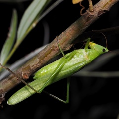 Ruspolia nitidula