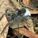 Garden Wolf Spider - Photo (c) CSIRO, some rights reserved (CC BY)