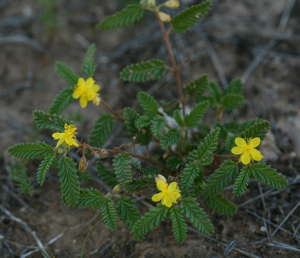 Corchorus sulcatus