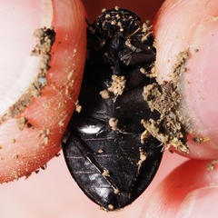 Hydrochara caraboides