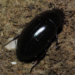 Hydrochara caraboides