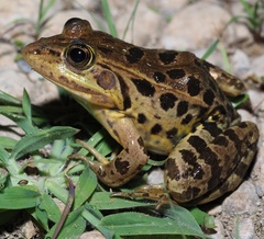 Pelophylax
