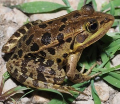 Pelophylax