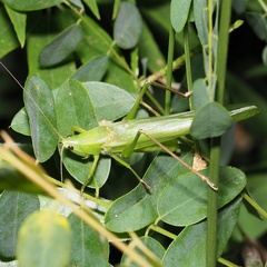 Ruspolia nitidula
