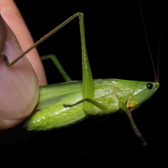 Ruspolia nitidula