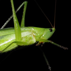 Ruspolia nitidula