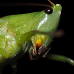 Ruspolia nitidula