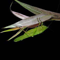 Ruspolia nitidula