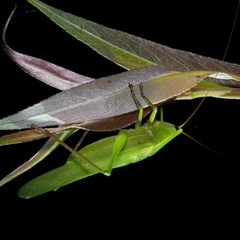 Ruspolia nitidula